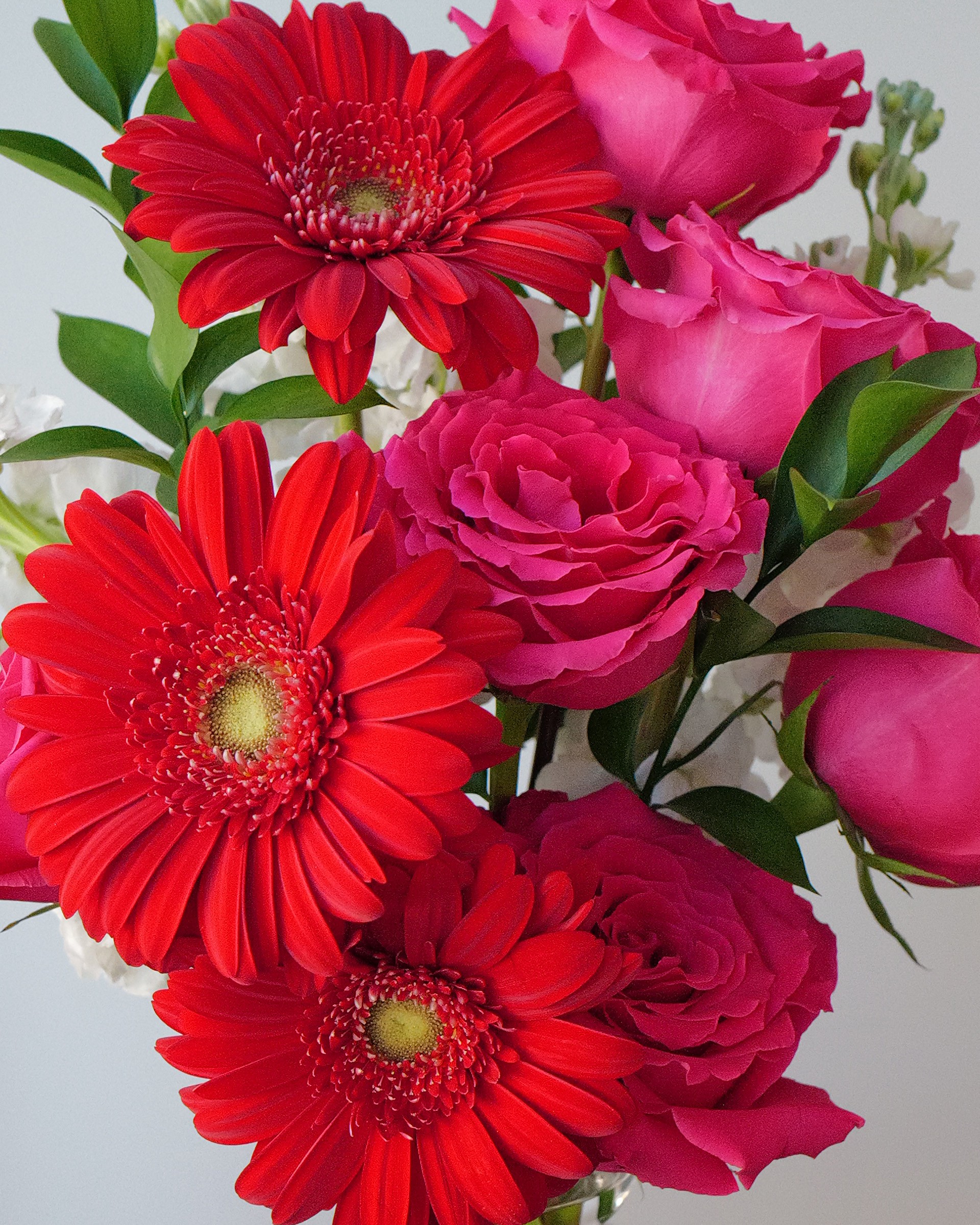 Close view of red gerbera daisies with golden centers beside ruffled hot pink roses and green leaves